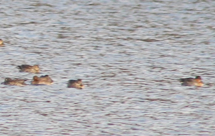 Green-winged Teal - ML276021741