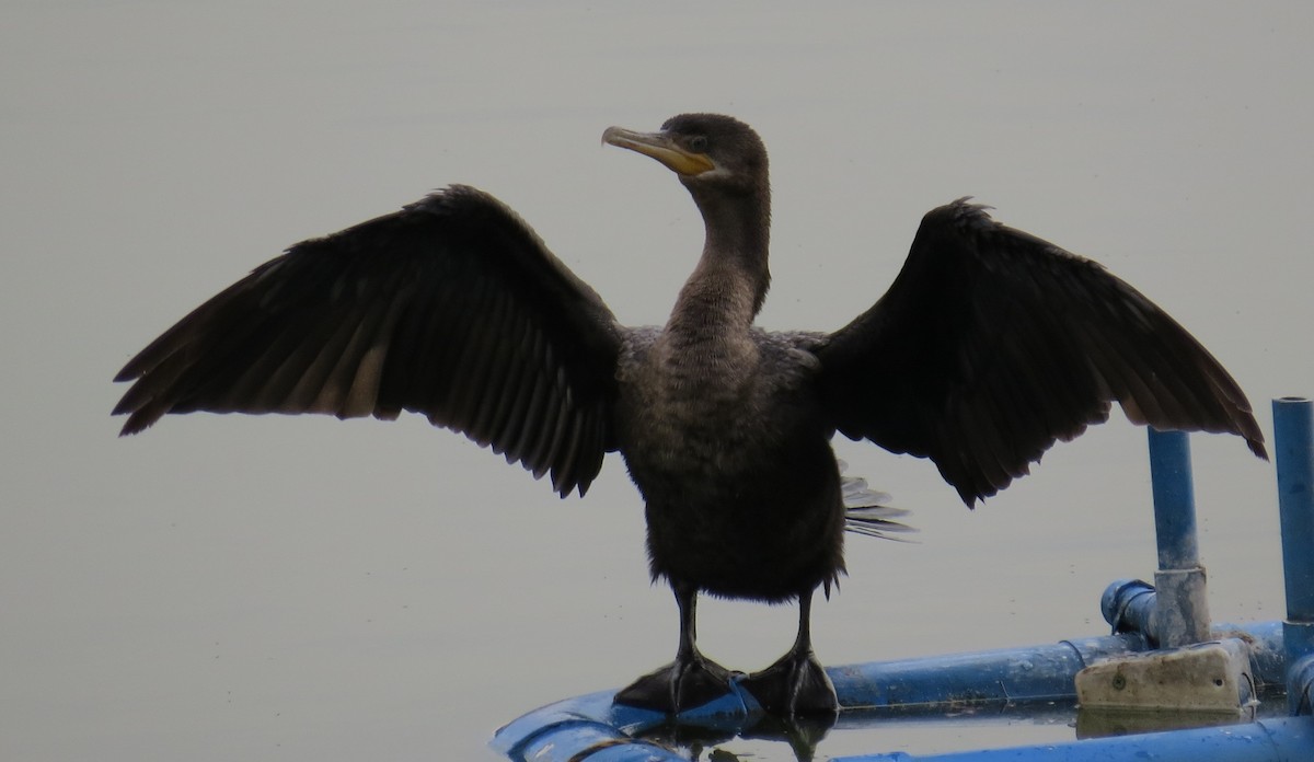 Neotropic Cormorant - Nick Bayly (SELVA)