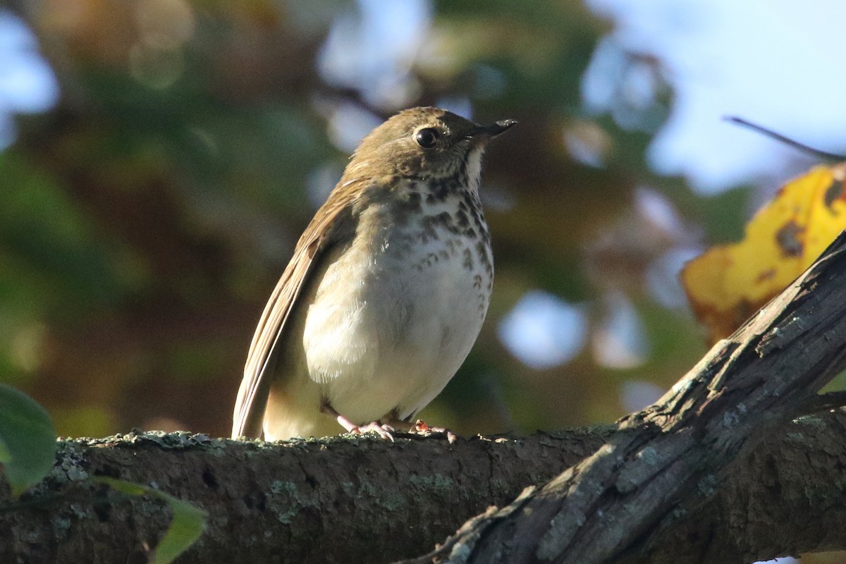 Hermit Thrush - Noah Strycker