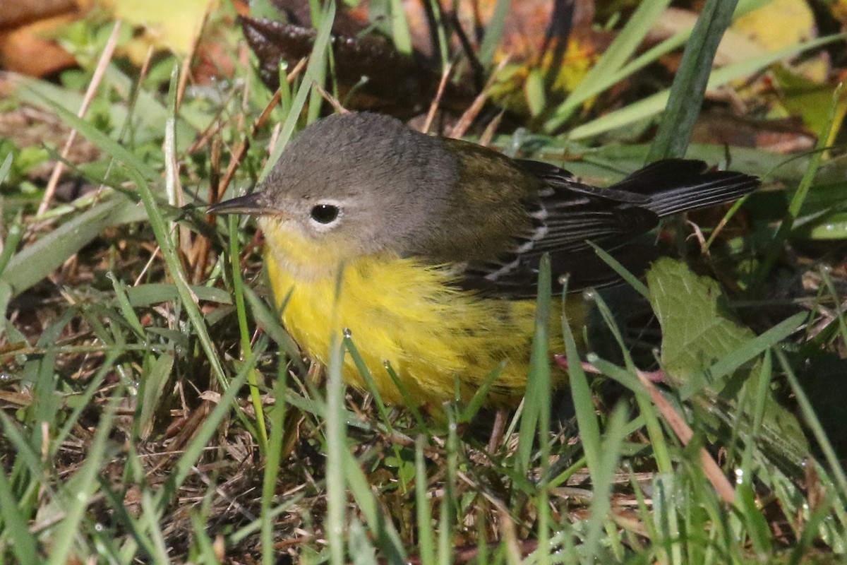 Magnolia Warbler - ML276025281