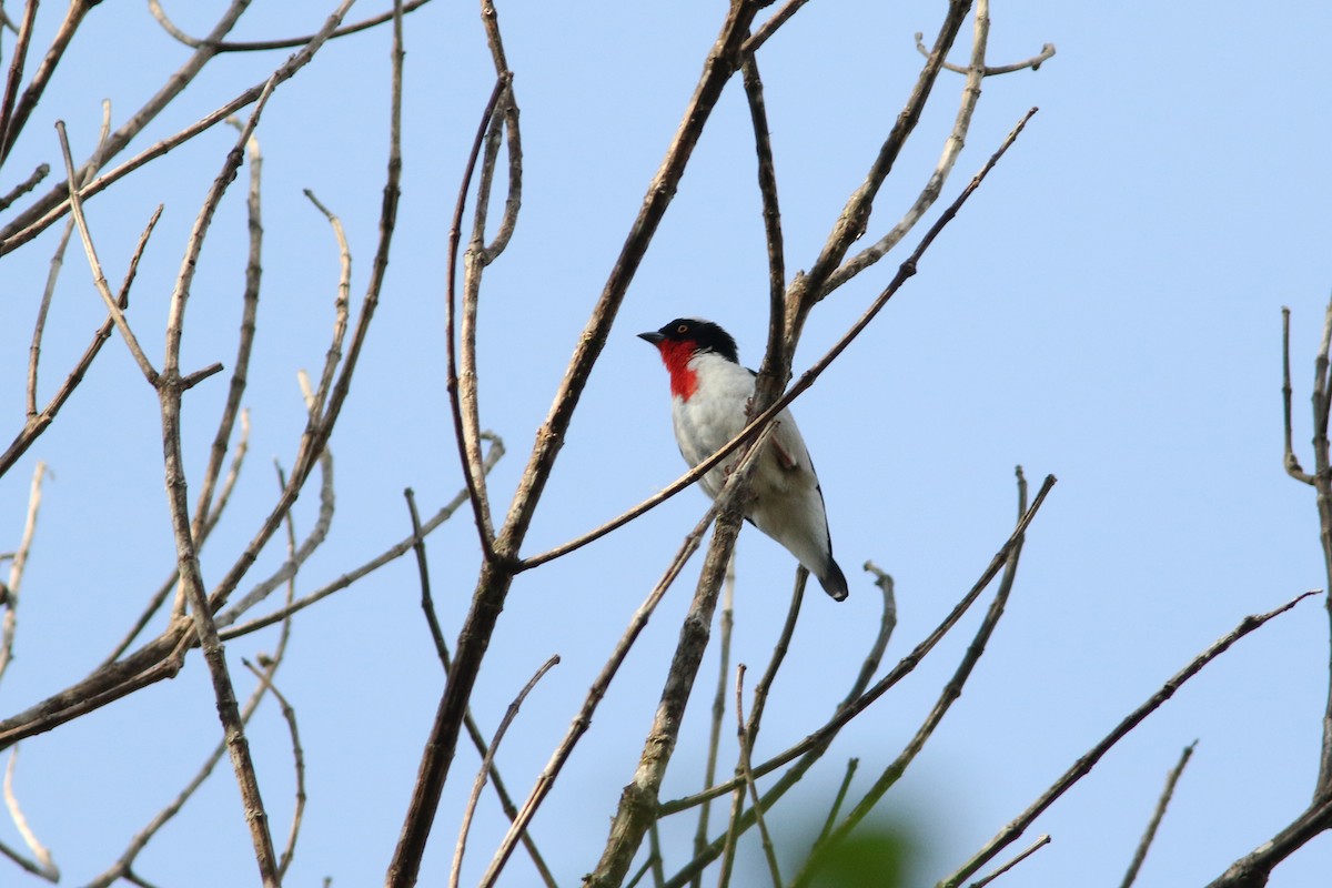 Cherry-throated Tanager - Brendan Ryan