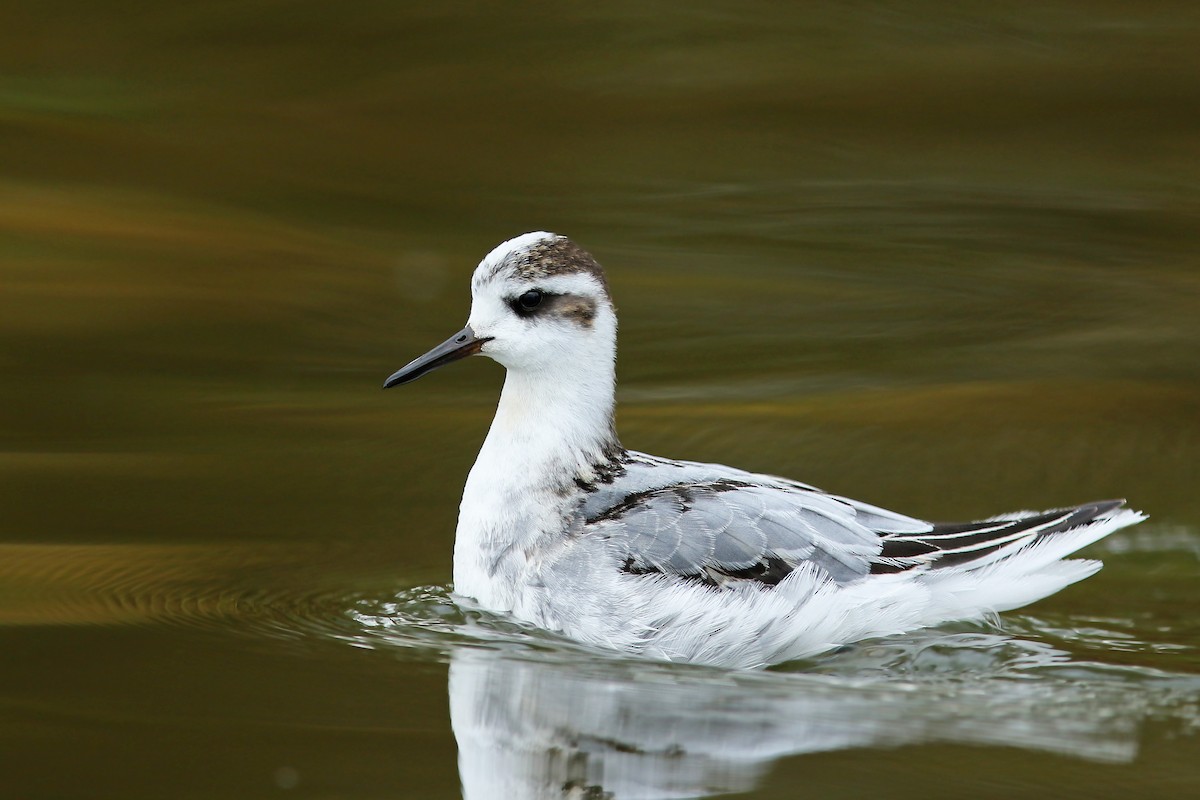 Red Phalarope - Volker Hesse