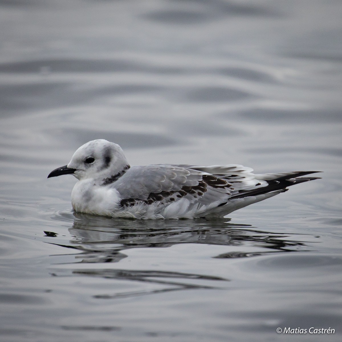 Black-legged Kittiwake - ML276030461