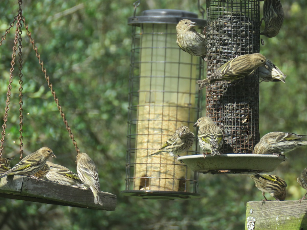 Pine Siskin - Judy and Don Self