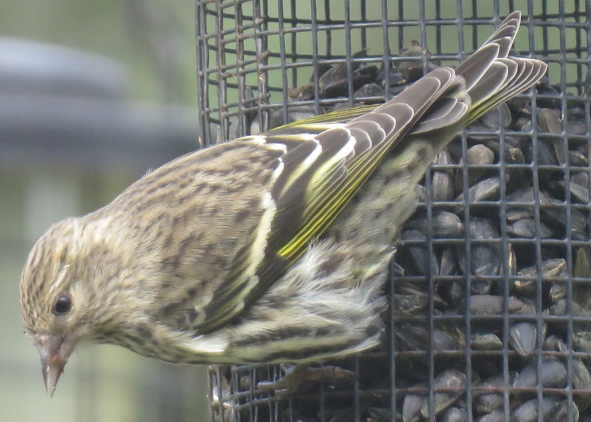 Pine Siskin - ML276030861