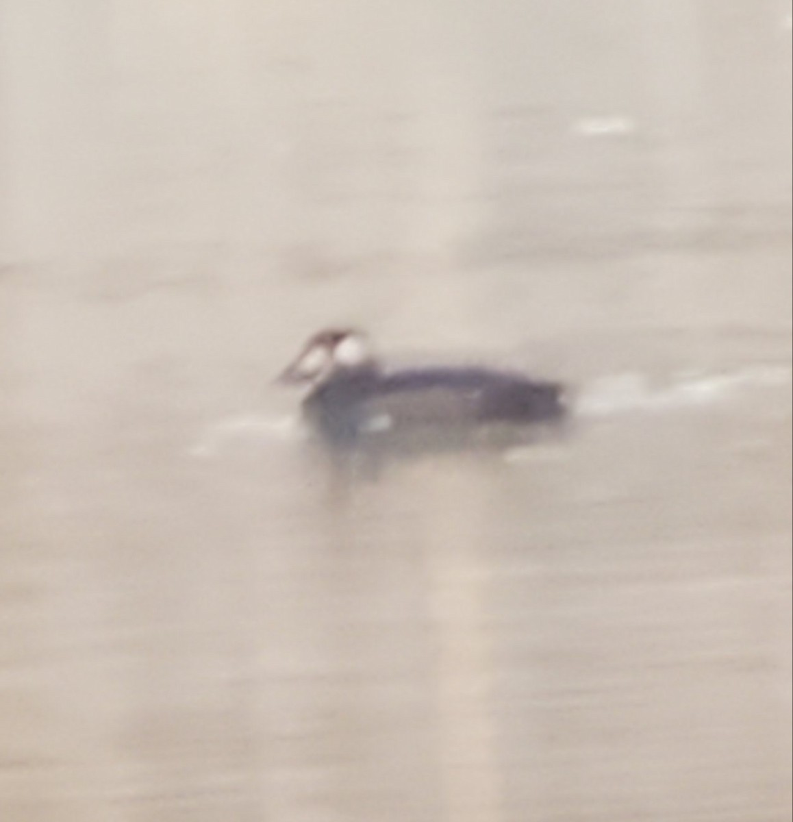 White-winged Scoter - ML276031171