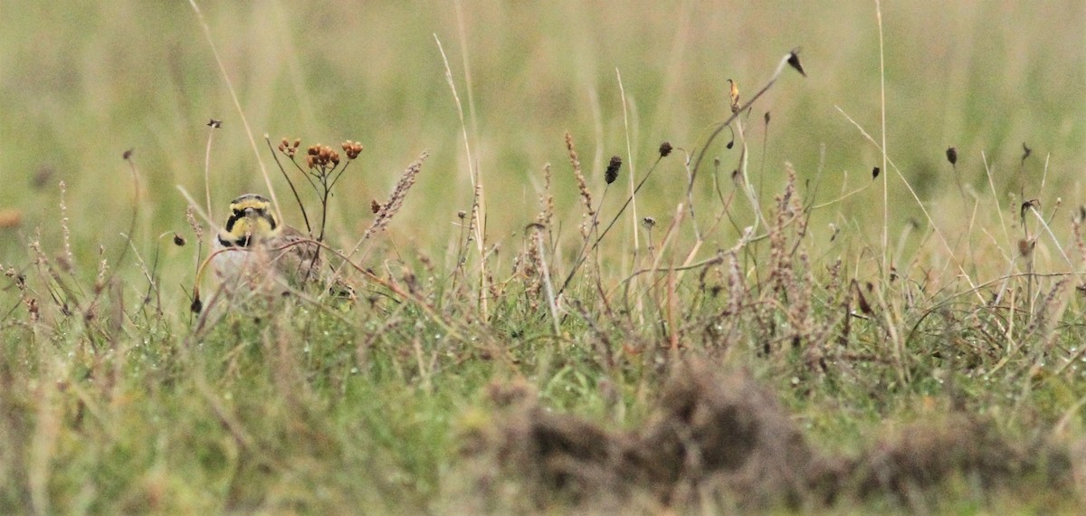 Horned Lark - ML276032371