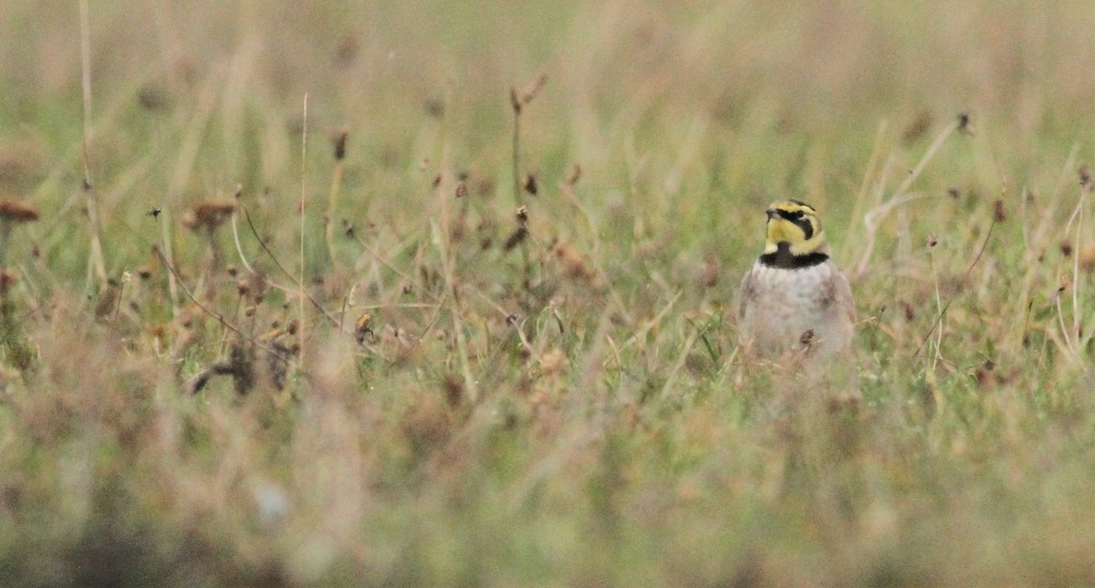 Horned Lark - Simon Davies