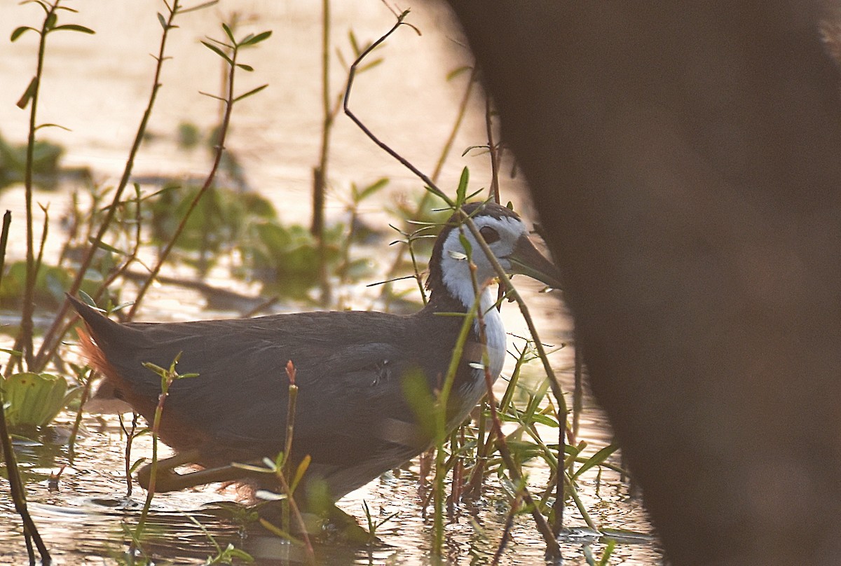 White-breasted Waterhen - ML276032451