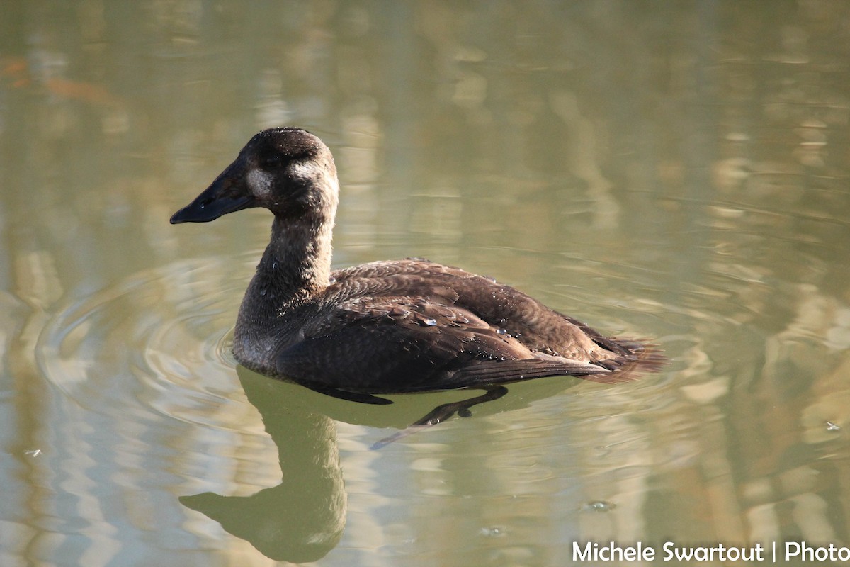 Surf Scoter - ML27603311