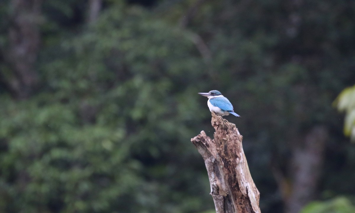 Collared Kingfisher - ML276033351