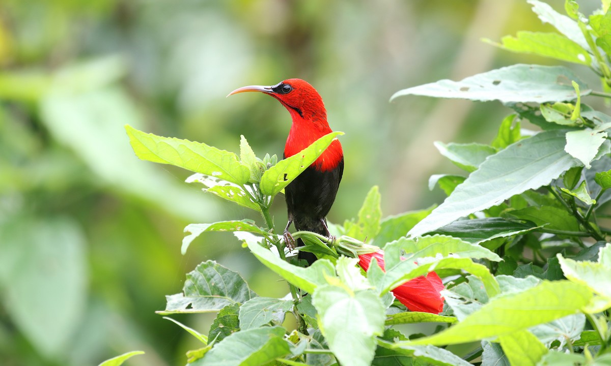 Magnificent Sunbird - Brendan Ryan