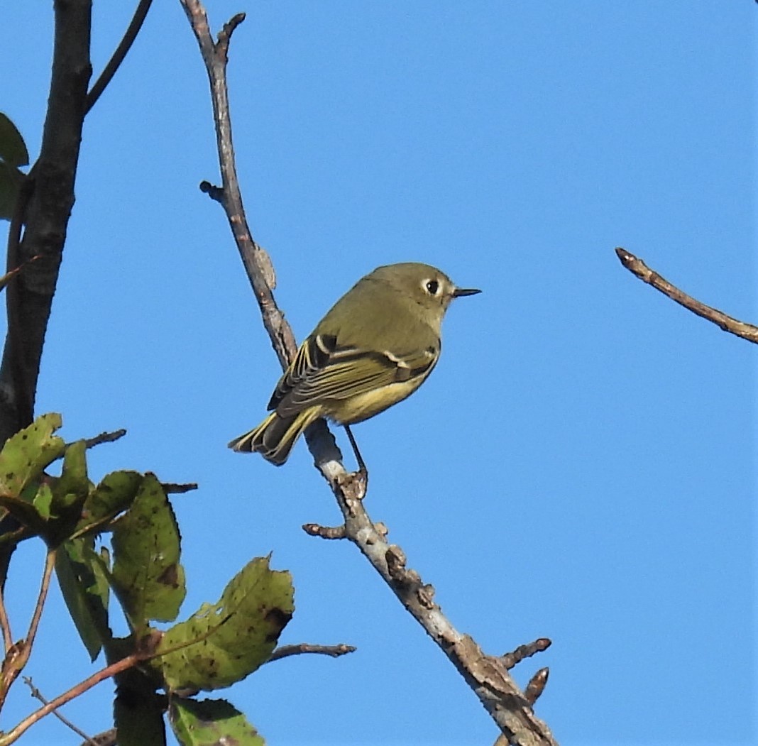 Ruby-crowned Kinglet - ML276036671