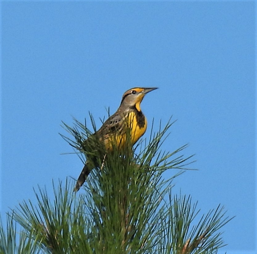 Eastern Meadowlark - ML276036711