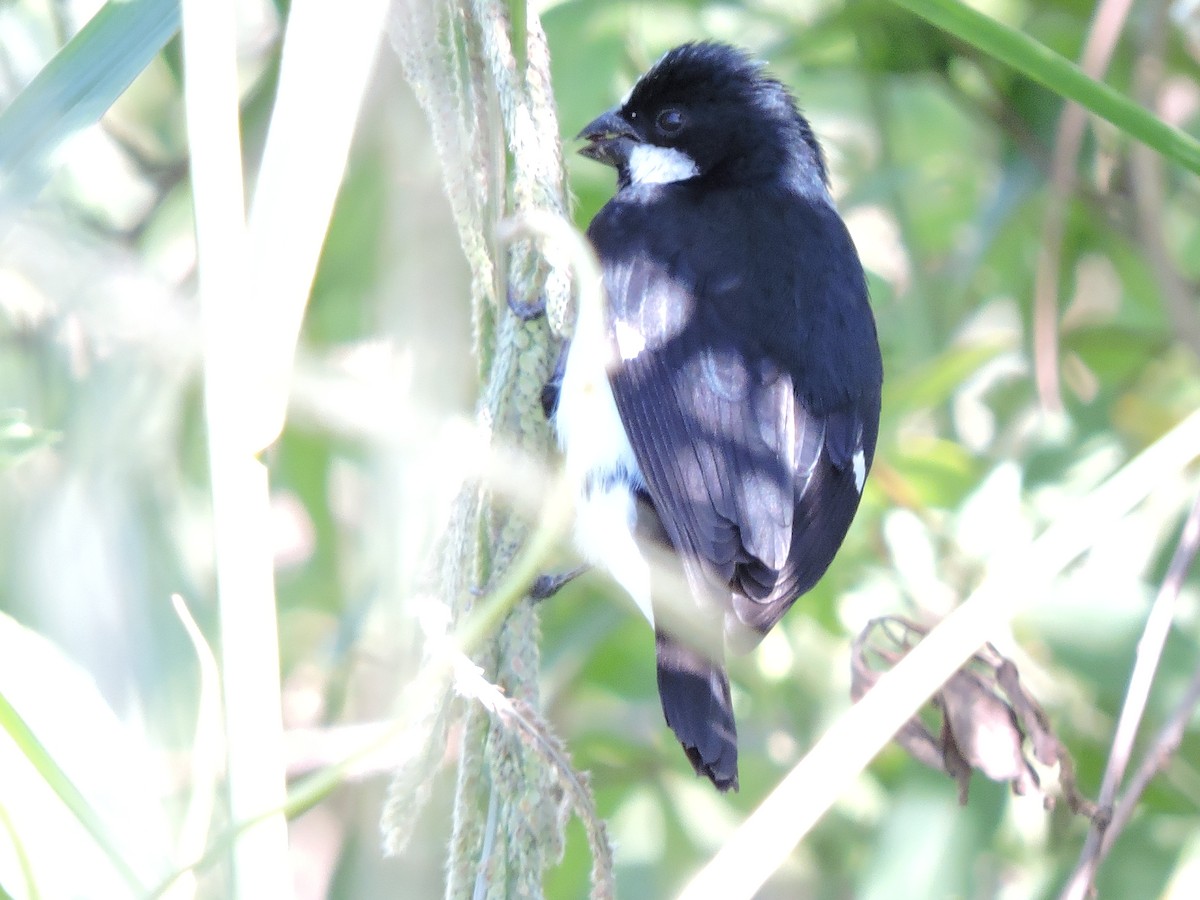 Lined Seedeater - Carina Petelski