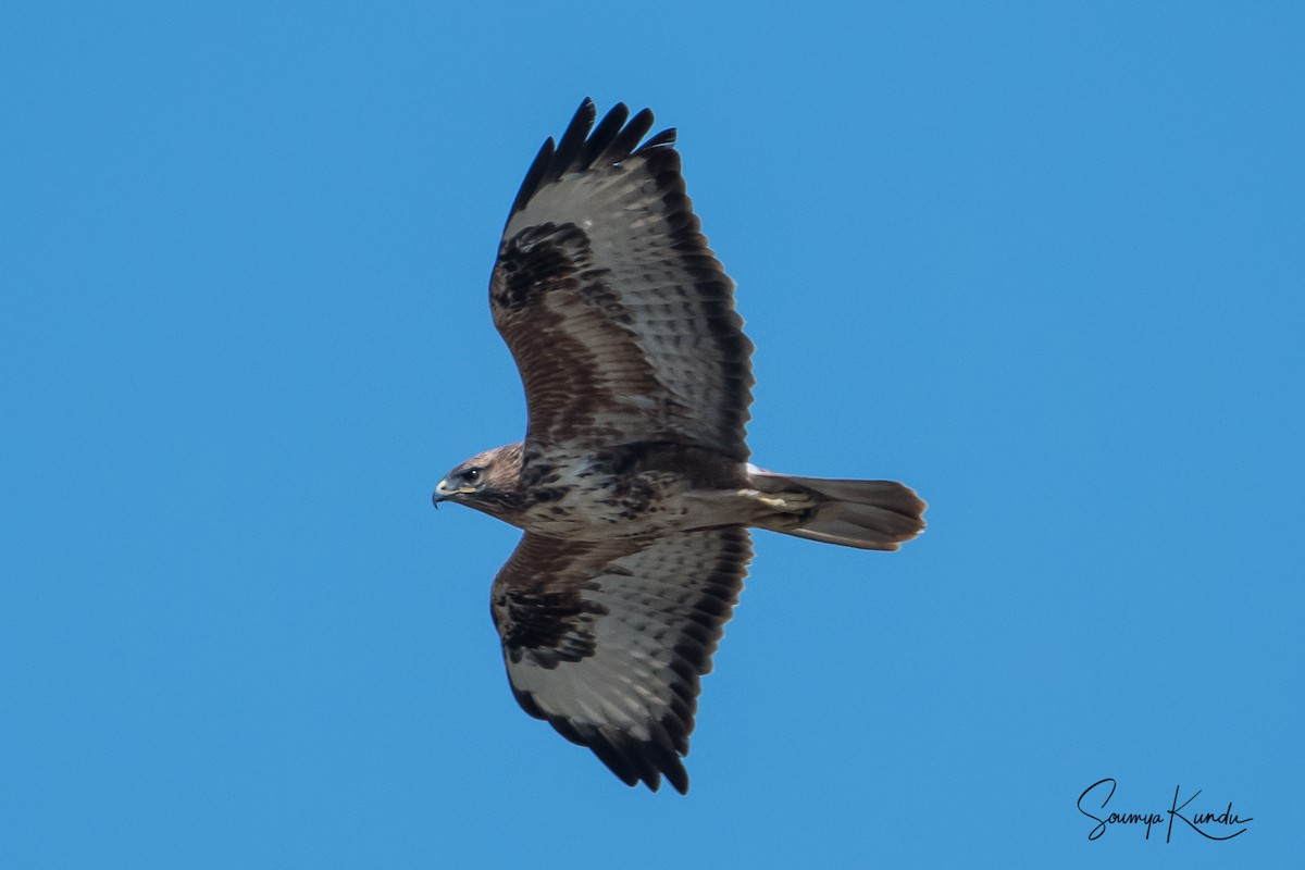 Himalayan Buzzard - ML276045071