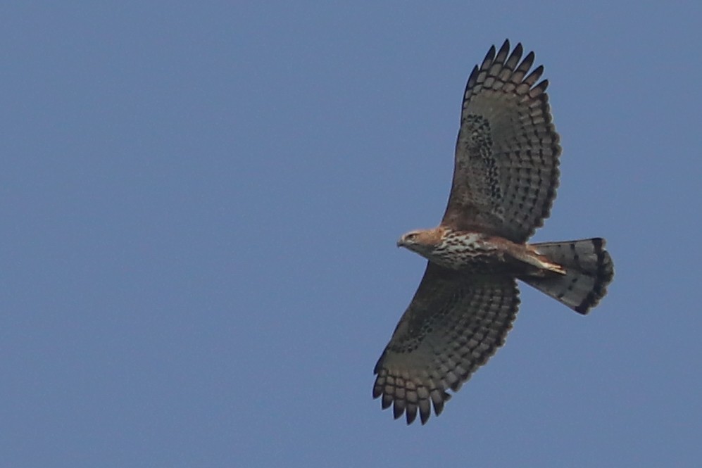 Changeable Hawk-Eagle (Crested) - ML276046941