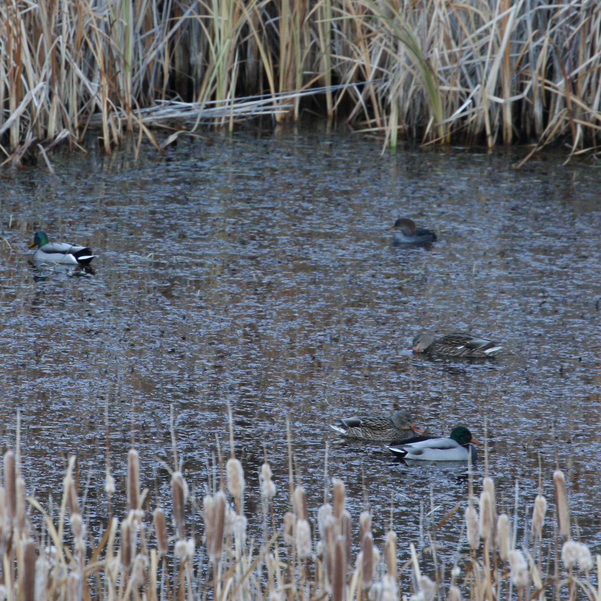 Hooded Merganser - ML276047021