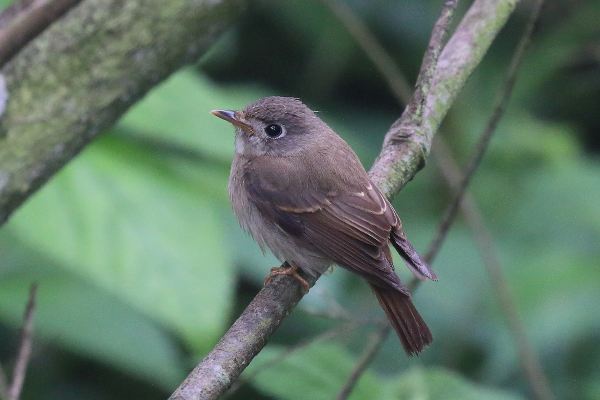 Brown-breasted Flycatcher - ML27604821