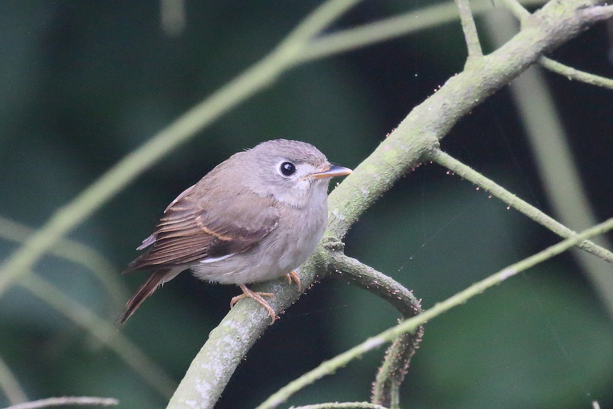 Brown-breasted Flycatcher - ML27604831