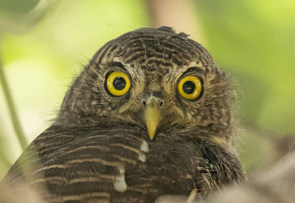 Asian Barred Owlet - ML276048591