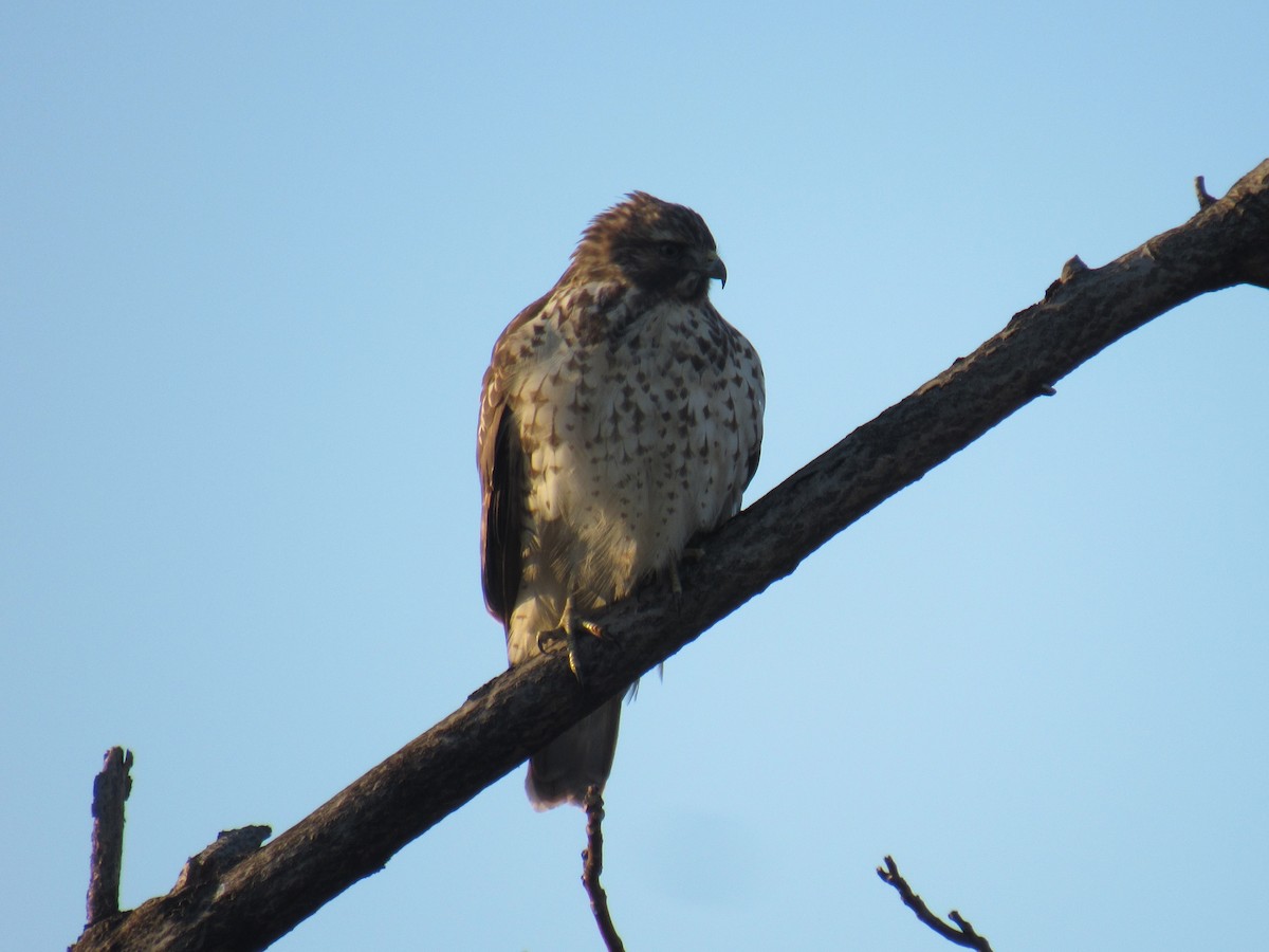 Red-shouldered Hawk - ML276053731