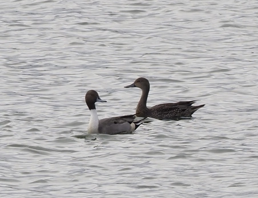 Northern Pintail - Yve Morrell