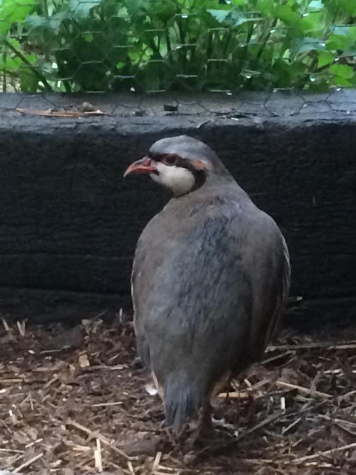 Chukar - ML27605631