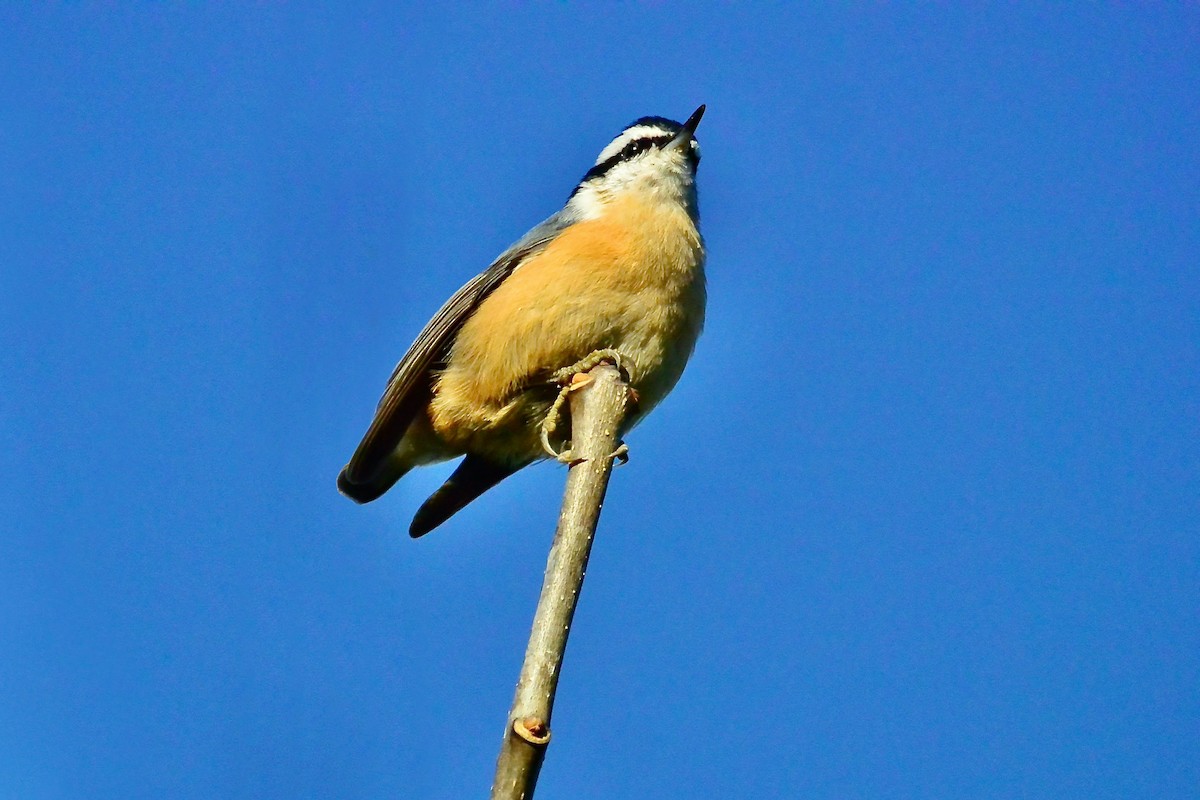 Red-breasted Nuthatch - Seth Honig