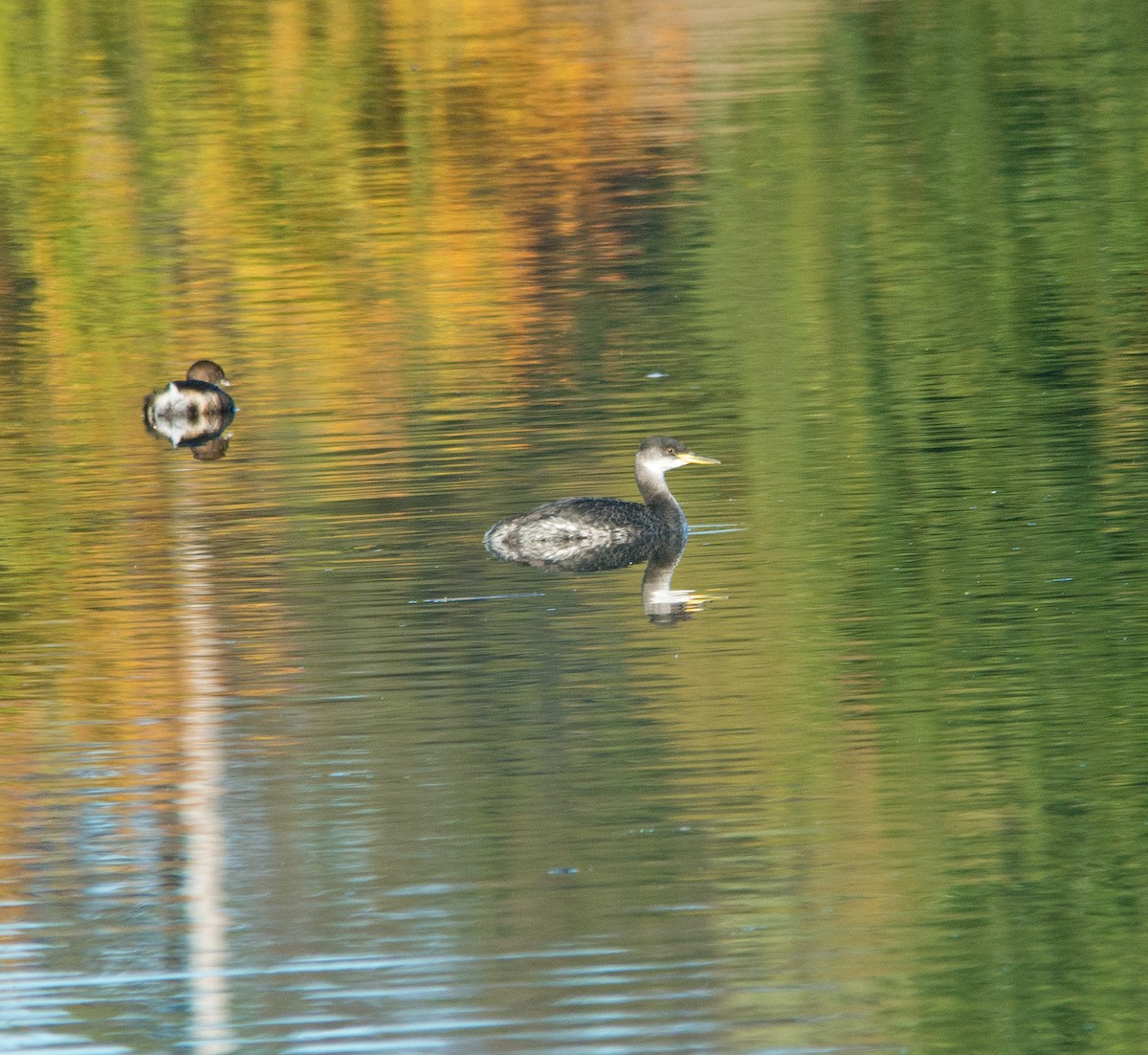 potápka rudokrká - ML276058931