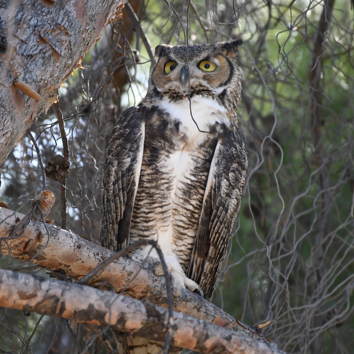 Great Horned Owl - Max Leibowitz