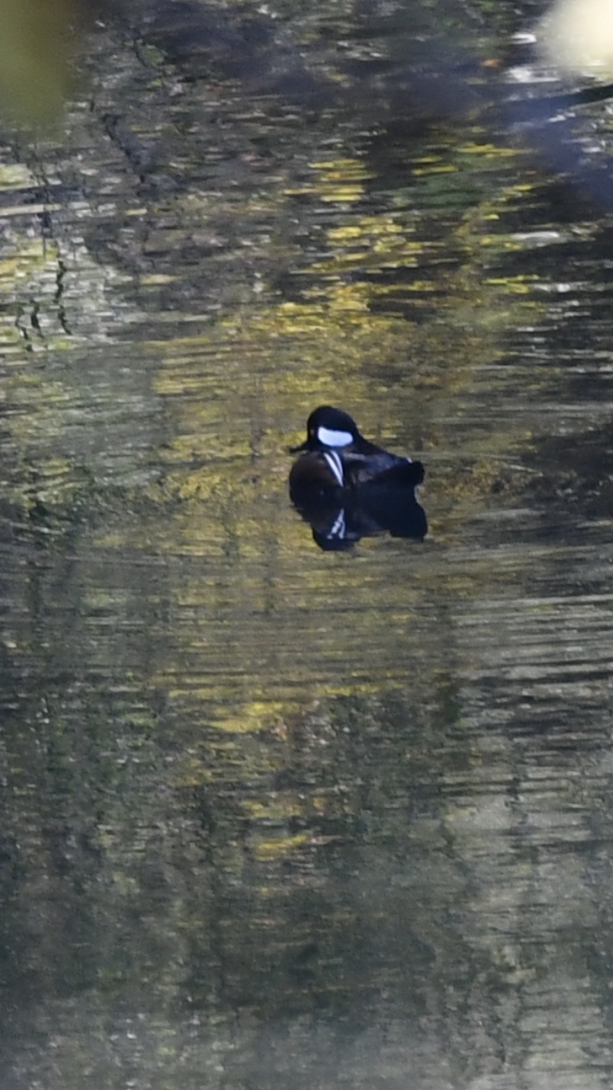 Hooded Merganser - ML276059741