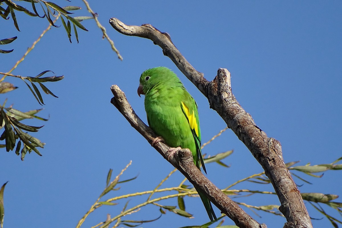 Yellow-chevroned Parakeet - ML27606061