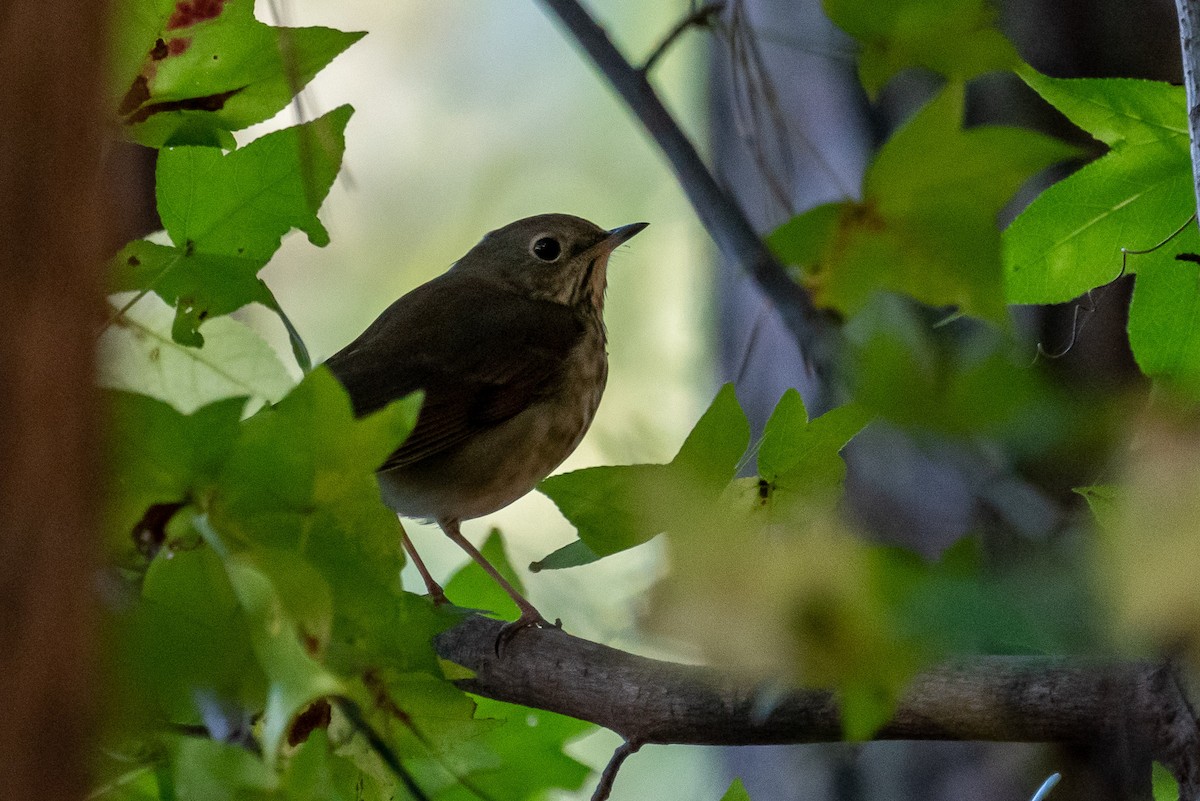Hermit Thrush - ML276061211