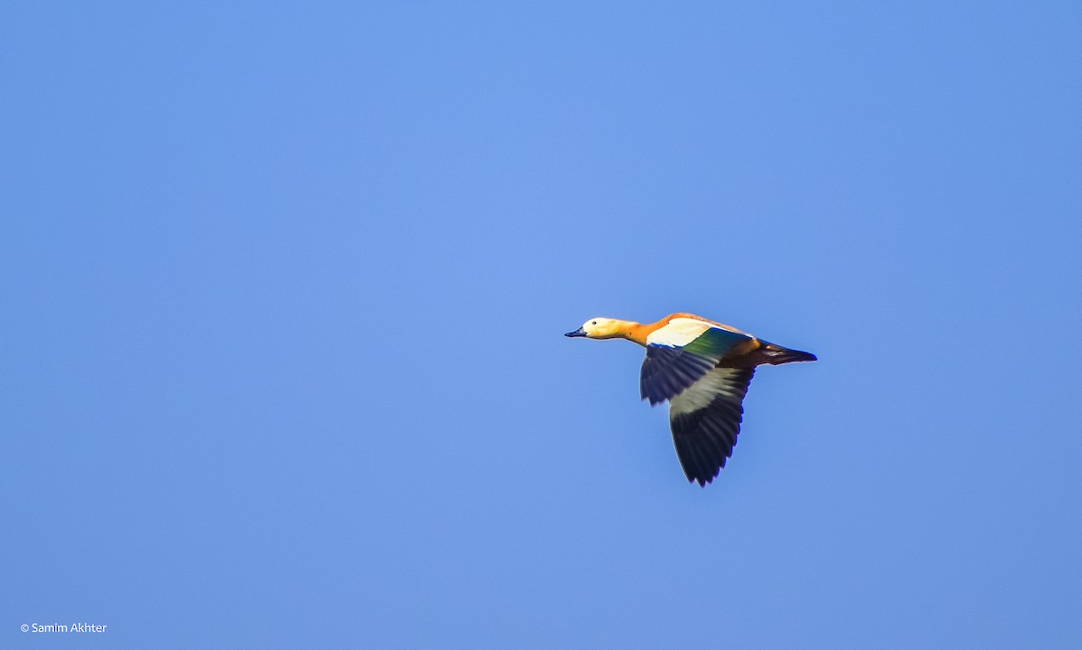 Ruddy Shelduck - Samim Akhter