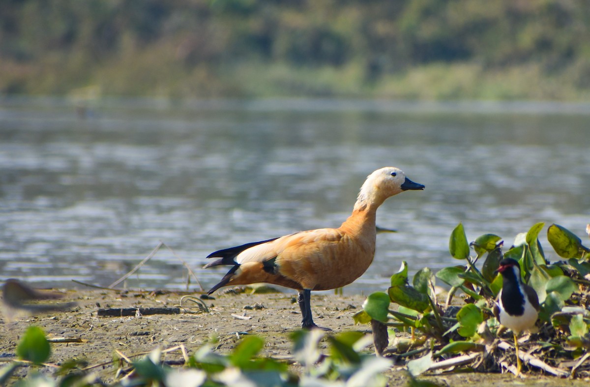 Ruddy Shelduck - Samim Akhter