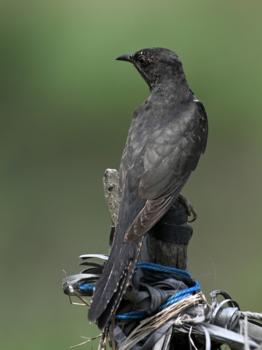 Gray-bellied Cuckoo - Reji Chandran
