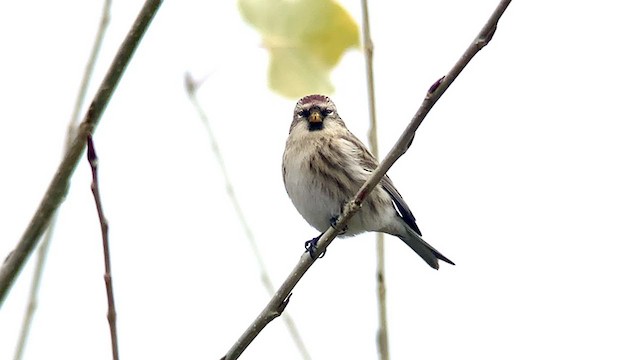 Common Redpoll - ML276062681