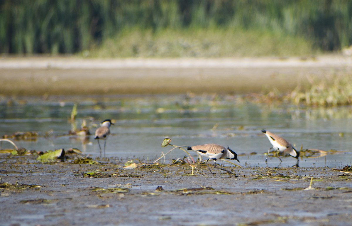 River Lapwing - Samim Akhter