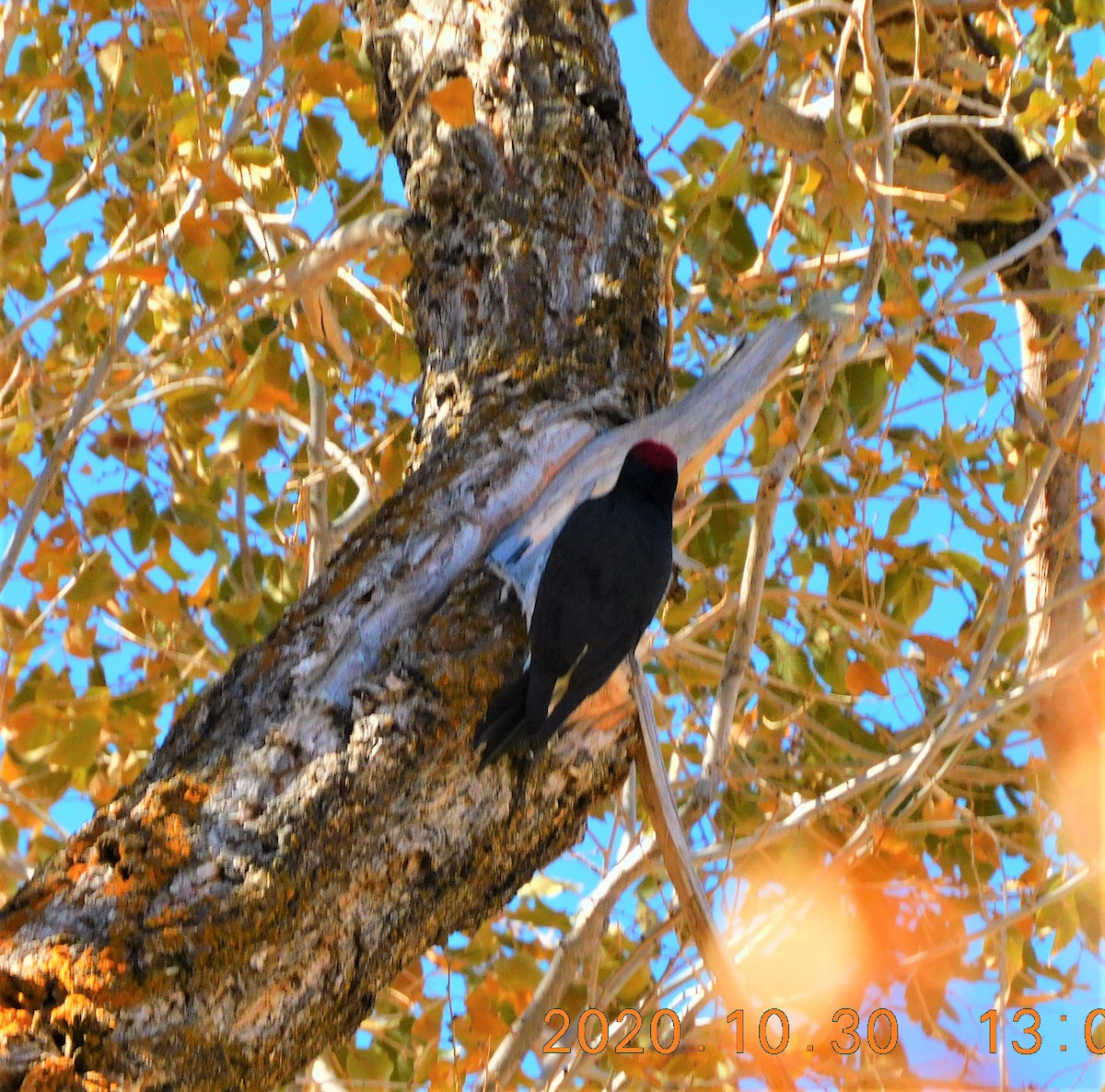 Acorn Woodpecker - ML276064311