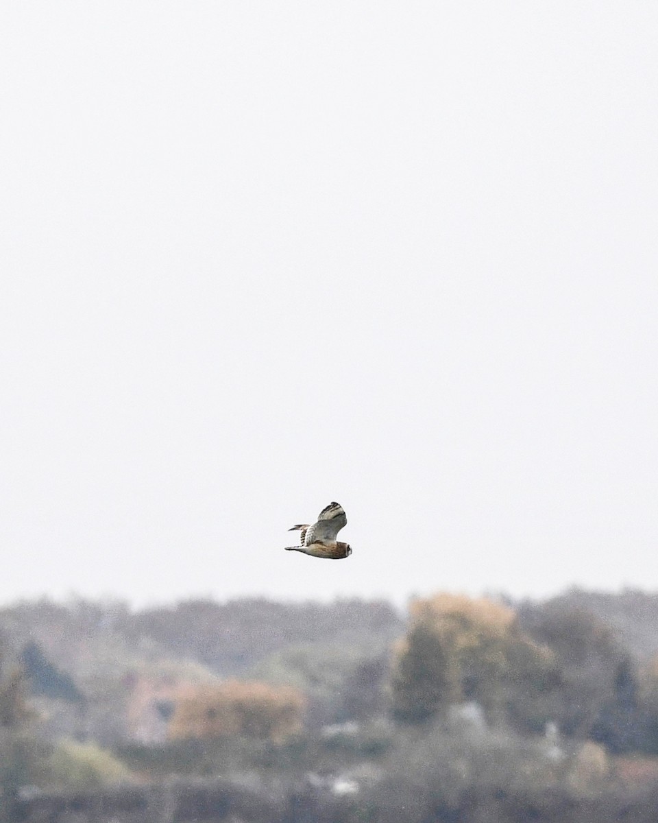 Short-eared Owl - Hannah Dodington