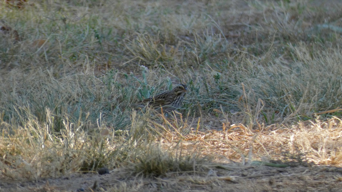 Savannah Sparrow - ML276067171