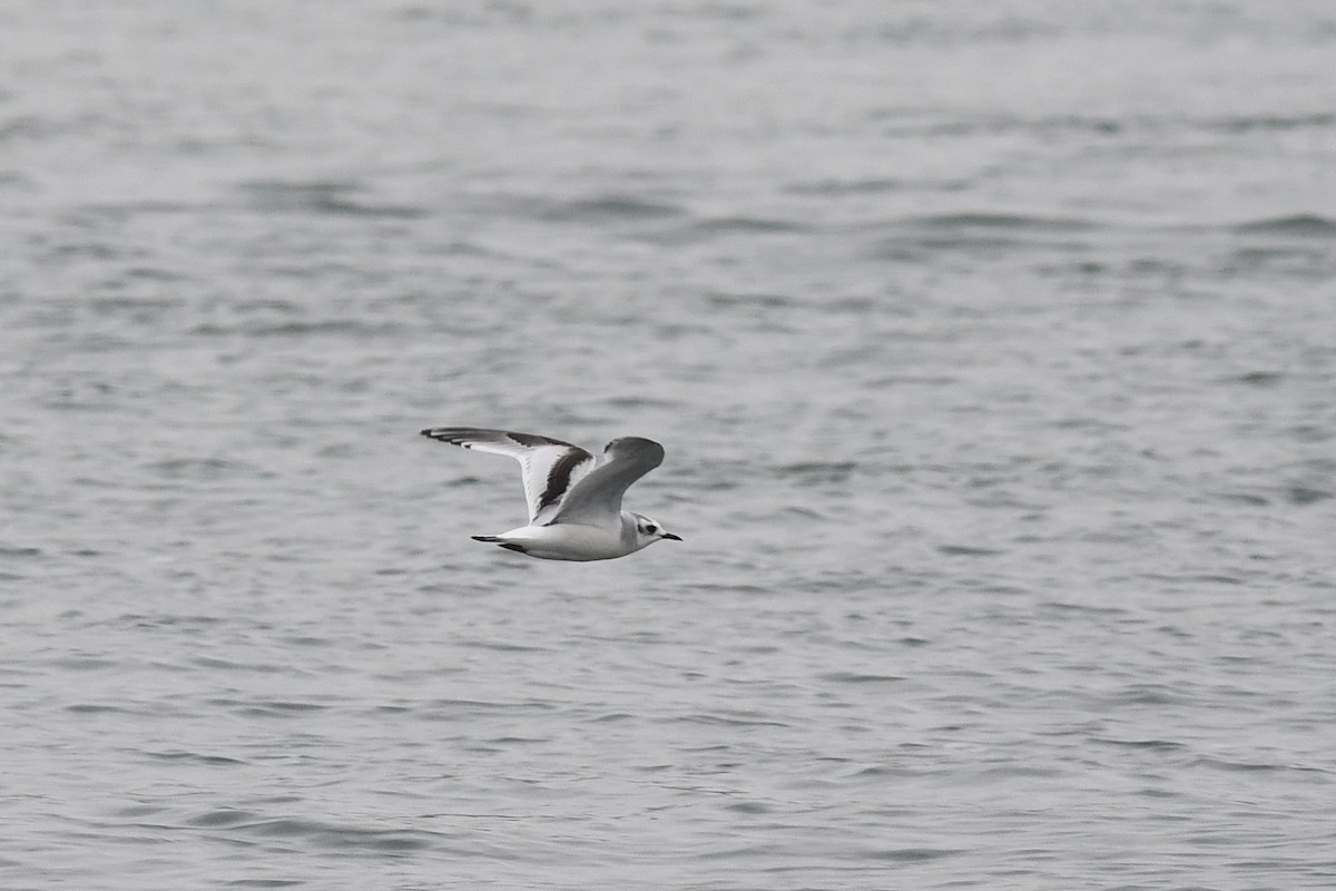 Little Gull - Hannah Dodington