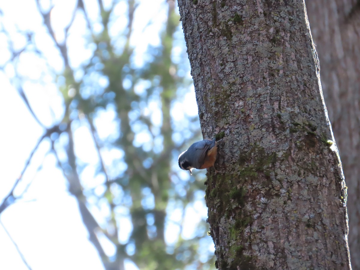 Red-breasted Nuthatch - ML276072411