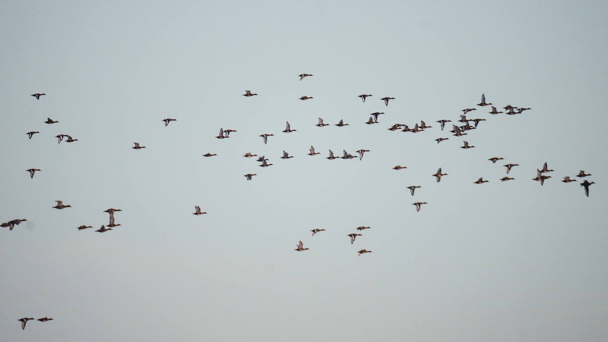 Ferruginous Duck - ML276073351