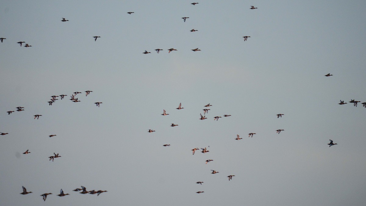 Ferruginous Duck - ML276073381