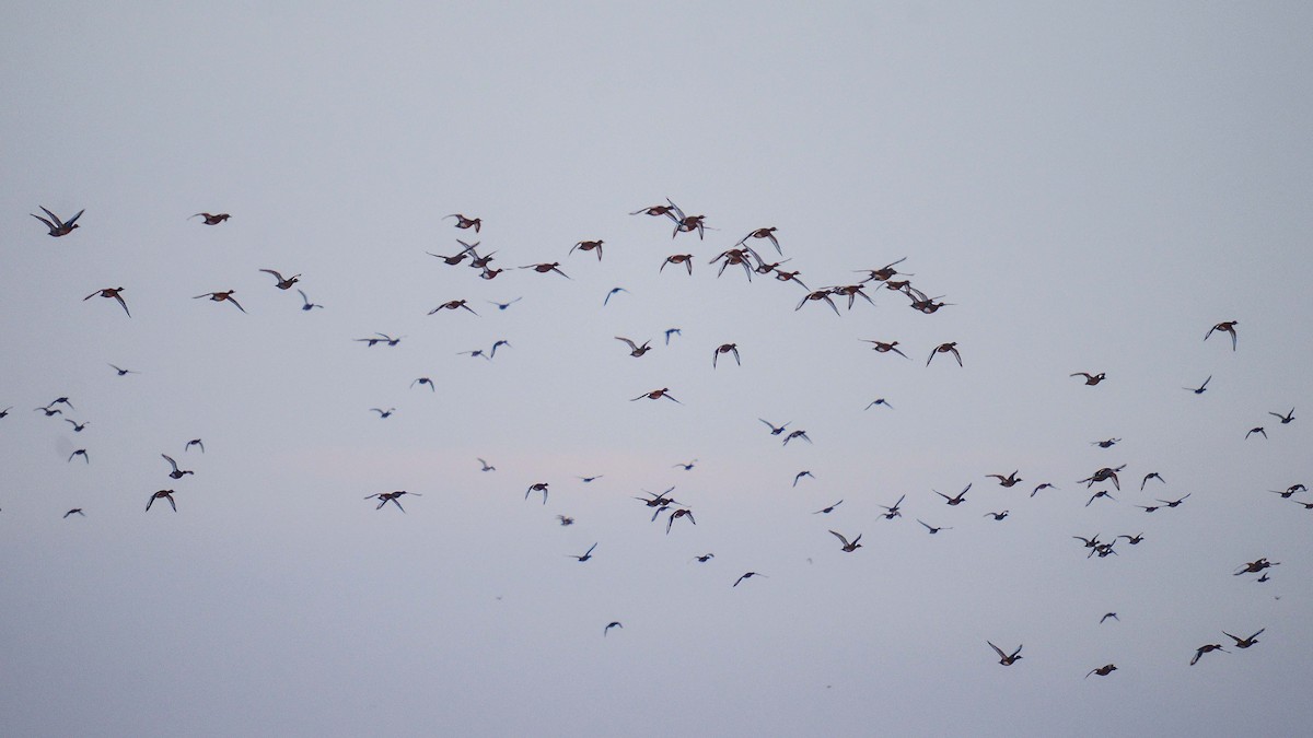 Ferruginous Duck - ML276073401