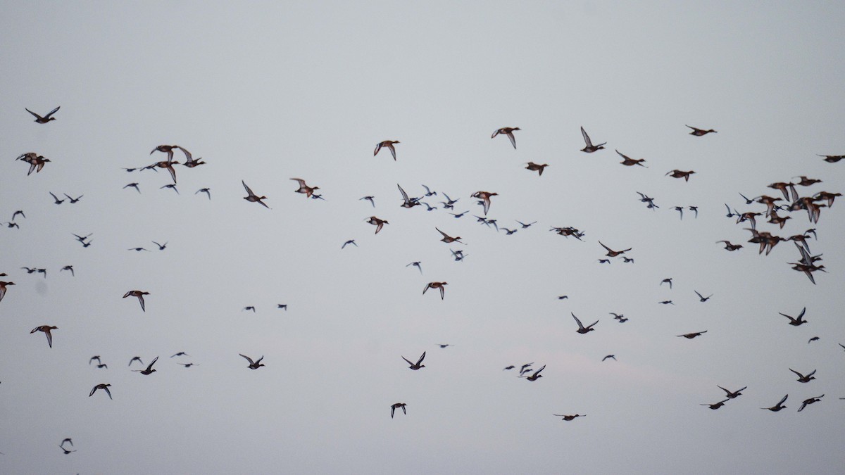 Ferruginous Duck - ML276073441