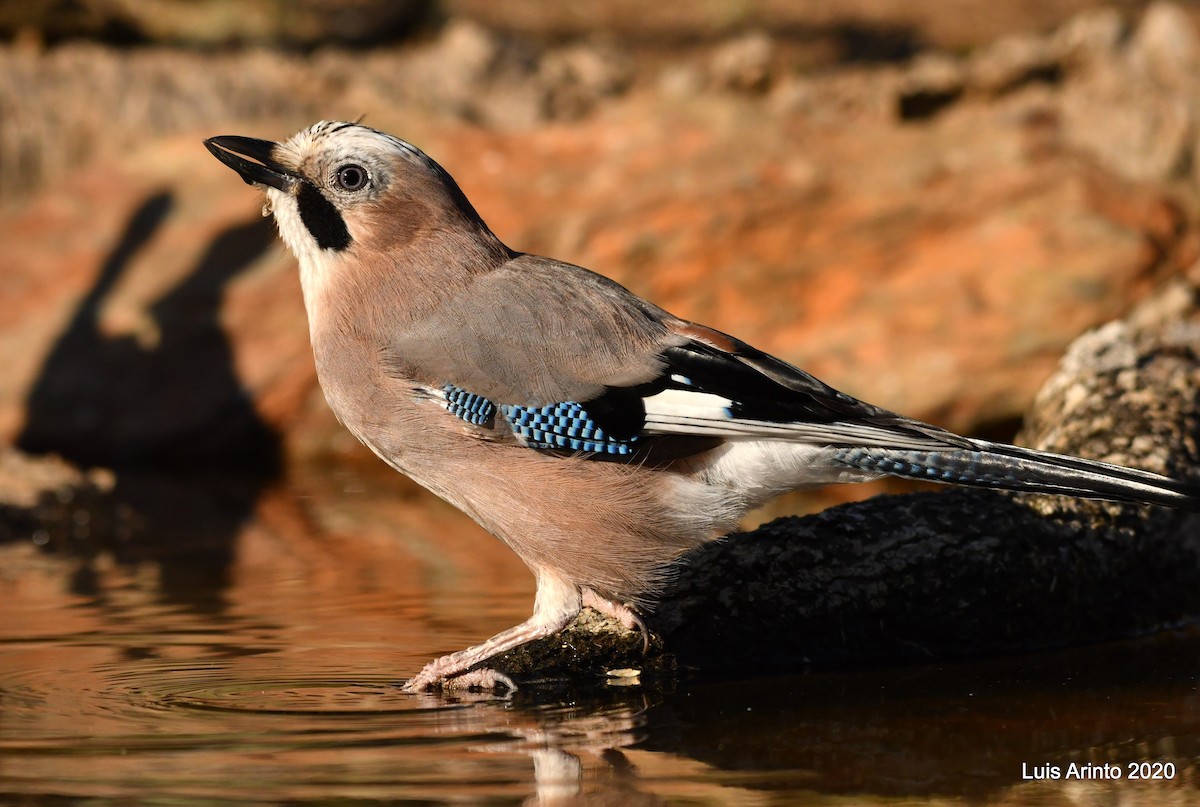 Eurasian Jay - Luis Arinto