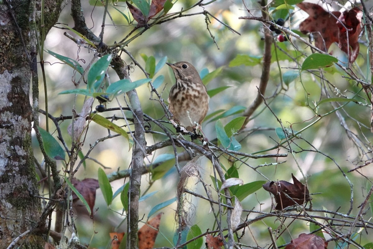 Hermit Thrush - deborah grimes